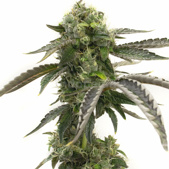 Big Devil Autoflower Cannabis Seeds