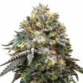 Blackberry Autoflower Cannabis Seeds