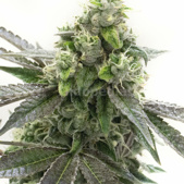 Blackberry Kush Feminized Cannabis Seeds