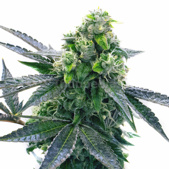 Blue Cheese Autoflower Cannabis Seeds