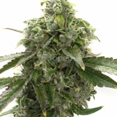 Blue Dream Feminized Cannabis Seeds