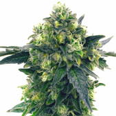 Blue Widow Feminized Cannabis Seeds