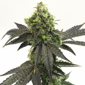 Blueberry Autoflower Cannabis Seeds