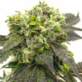 Blueberry Head Band Feminized Cannabis Seeds