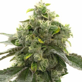 Bruce Banner Autoflower Cannabis Seeds