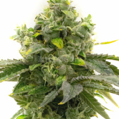 Bruce Banner Feminized Cannabis Seeds