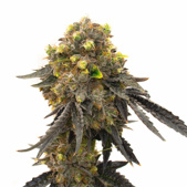 Bruce Banner Fast Version Cannabis Seeds