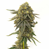 Bubba Kush Feminized Cannabis Seeds