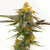 Bubba's Gift Feminized Cannabis Seeds