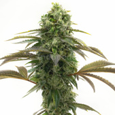 Bubblegum Autoflower Cannabis Seeds