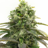 Bubblegum Feminized Cannabis Seeds