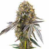 Candy Cream Autoflower Cannabis Seeds