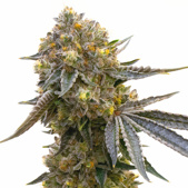 Cannatonic Feminized Cannabis Seeds