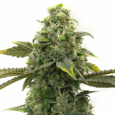 CBD ACDC Feminized Cannabis Seeds