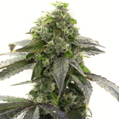 CBD Blueberry Feminized Cannabis Seeds