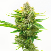 CBD Critical Mass Autoflower Cannabis Seeds