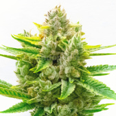 CBD Critical Mass Feminized Cannabis Seeds