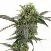 CBD Girl Scout Cookies Feminized Cannabis Seeds