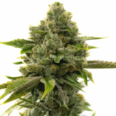 CBD Harlequin 1:9 Feminized Cannabis Seeds