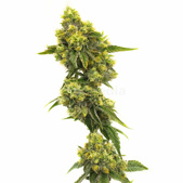 CBD Jack Herer Feminized Cannabis Seeds