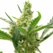 CBD Kush Autoflower Cannabis Seeds