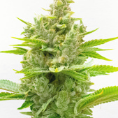 CBD Ratio 1:30 Feminized Cannabis Seeds
