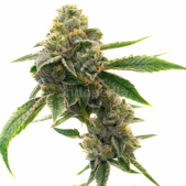 CBD White Widow Autoflower Cannabis Seeds