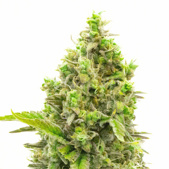 CBD White Widow Feminized Cannabis Seeds