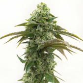 Cheese Autoflower Cannabis Seeds