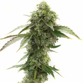 Cheese Feminized Cannabis Seeds