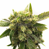 Chemdawg #4 Feminized Cannabis Seeds