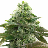 Chocolope Feminized Cannabis Seeds