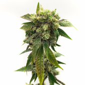 Chronic Widow Feminized Cannabis Seeds