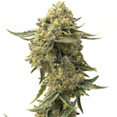 Cookies & Cream Feminized Cannabis Seeds