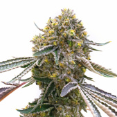 Cream Autoflower Cannabis Seeds