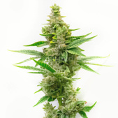 Critical Autoflower Cannabis Seeds