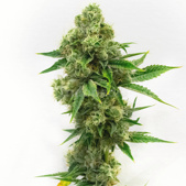 Critical Bilbo Feminized Cannabis Seeds