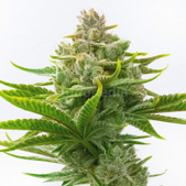Critical Fast Version Cannabis Seeds