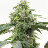 Critical Mass Feminized Cannabis Seeds