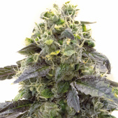 Crystal Feminized Cannabis Seeds