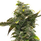 Devil XXL Autoflower Cannabis Seeds
