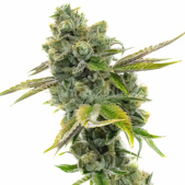 Diesel Autoflower Cannabis Seeds