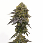 Do-Si-Dos Feminized Cannabis Seeds