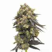 Do-Si-Dos Autoflower Cannabis Seeds