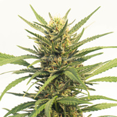 Durban Poison Autoflower Cannabis Seeds