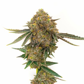 Durban Poison Feminized Cannabis Seeds