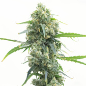 Early Skunk Feminized Cannabis Seeds