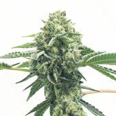 Exodus Cheese Feminized Cannabis Seeds