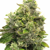 Fire OG Feminized Cannabis Seeds