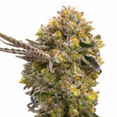 Fruit Autoflower Cannabis Seeds